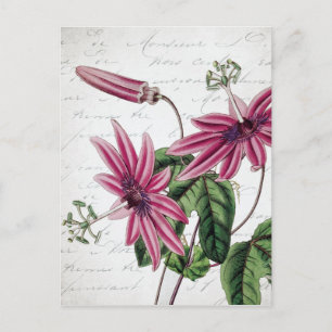 Cartão Postal Flor de Paixão Botânica Vintage