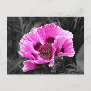 Cartão Postal Flor de Pansy Cor Roxa Pop