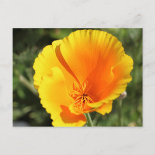 Cartão Postal Flor de papoila da Califórnia