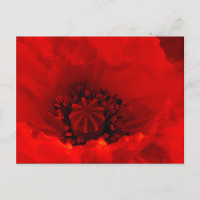 Cartão Postal Flor de papoula (Frente)
