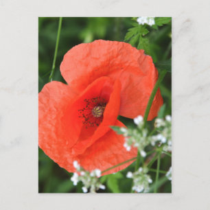 Cartão Postal Flor de papoula colorida de verão em vegeta verde