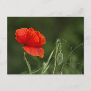 Cartão postal - Flor de Papoula - Graça Solitária