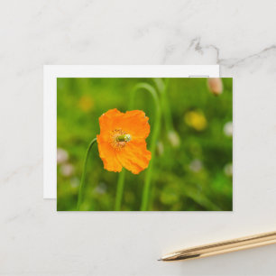 Cartão Postal Flor de Papoula Laranja em Fotografia de Verão Ver
