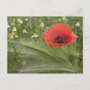 Cartão Postal Flor de papoula vermelha, Toscana, Itália