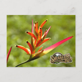 Cartão Postal Flor de Paraíso