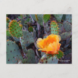 Cartão Postal Flor de Pear Laranja Picante Flor de Cactus