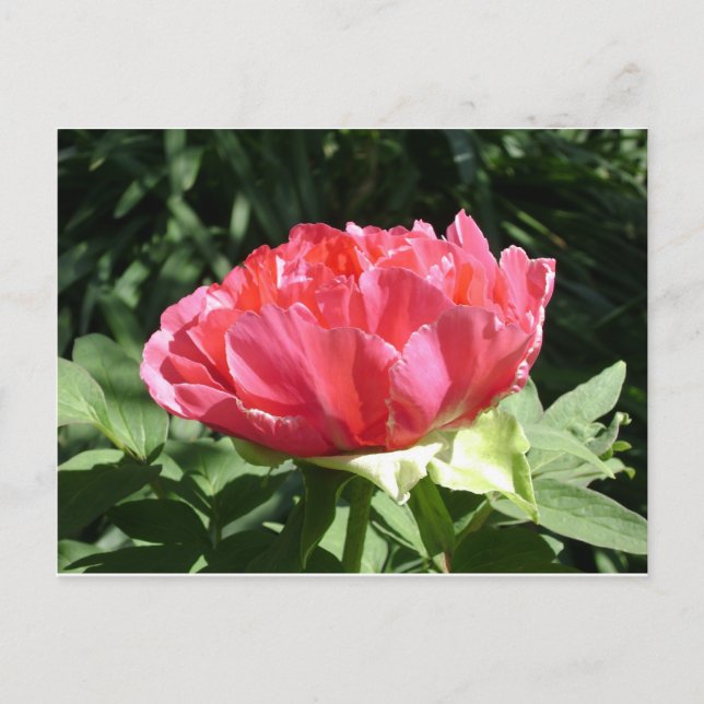 Cartão Postal Flor de Peônia Rosa (Frente)