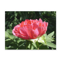 Flor de Peony Rosa
