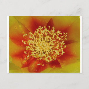 Cartão Postal Flor de pera rápida