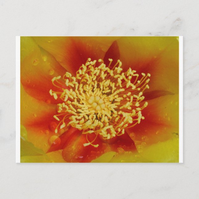 Cartão Postal Flor de pera rápida (Frente)
