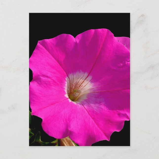 Cartão Postal flor de petúnia rosa (Frente)