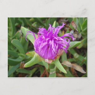 Cartão Postal Flor De Plantas De Gelo Roxo