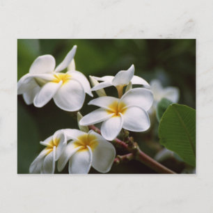 Cartão Postal Flor de Plumeria