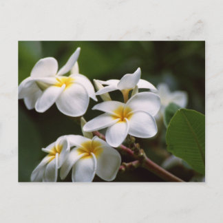 Cartão Postal Flor de Plumeria