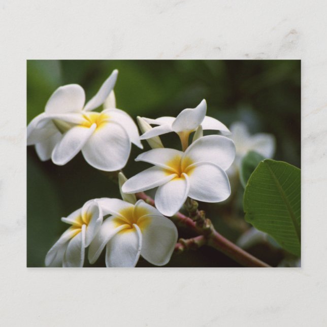 Cartão Postal Flor de Plumeria (Frente)