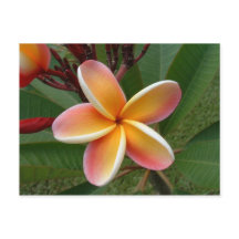 Flor de Plumeria - Oahu, Havaí