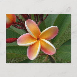 Cartão Postal Flor de Plumeria - Oahu, Havaí