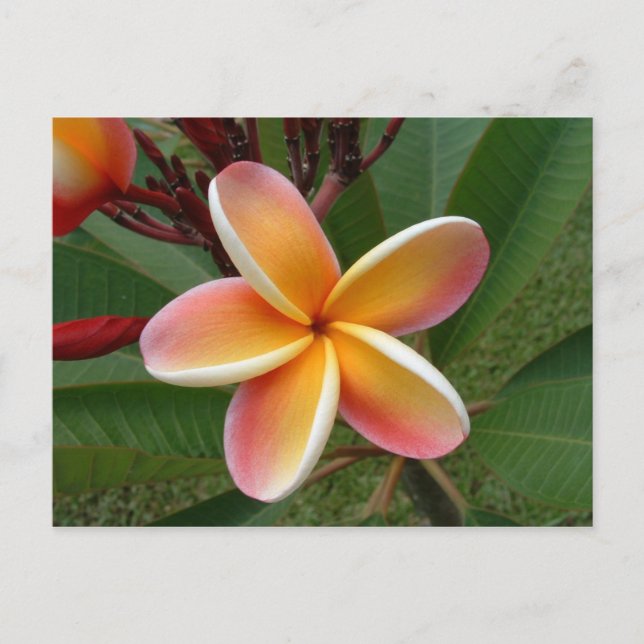 Cartão Postal Flor de Plumeria - Oahu, Havaí (Frente)