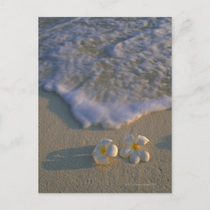 Cartão Postal Flor de Praia