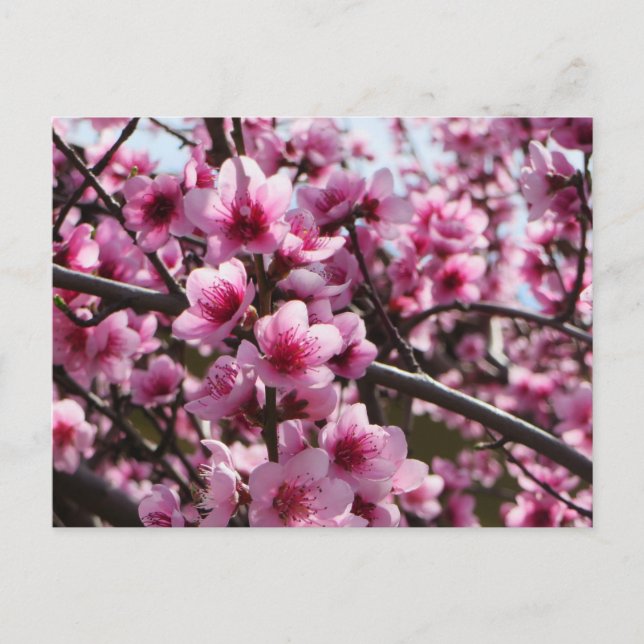 Cartão Postal Flor de Primavera (Frente)