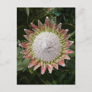 Cartão Postal Flor de Protea Gigante.