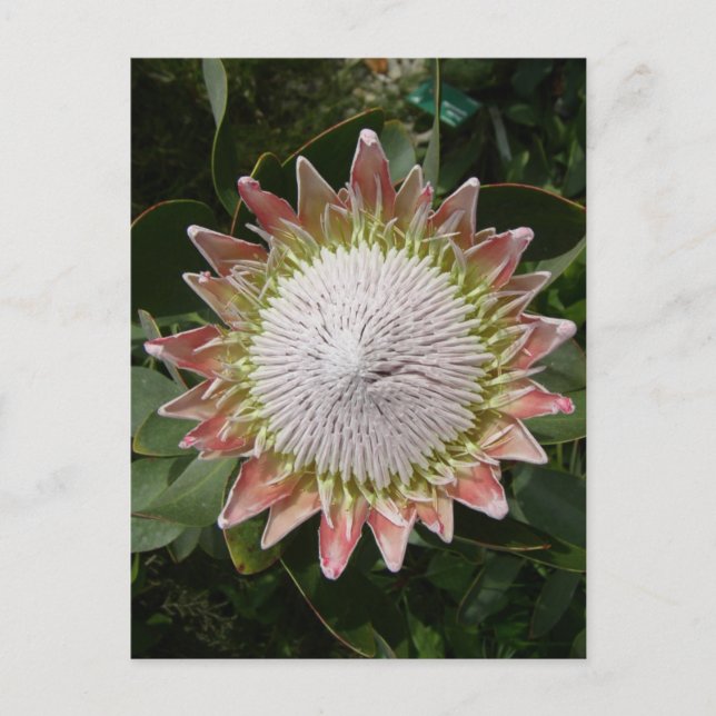 Cartão Postal Flor de Protea Gigante. (Frente)