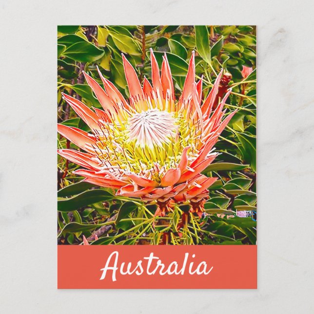Cartão Postal Flor de proteína viagem impressão australiana (Frente)
