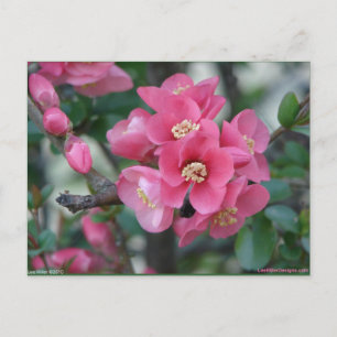 Cartão Postal Flor de Quince em Flor Rosa na Primavera