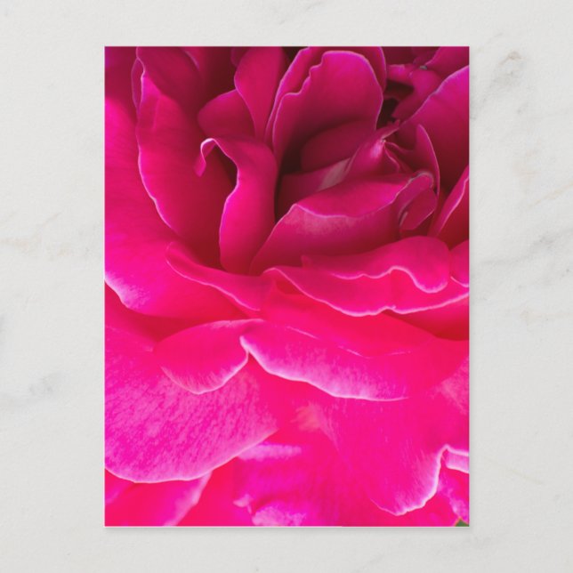 Cartão Postal Flor de rosa (Frente)