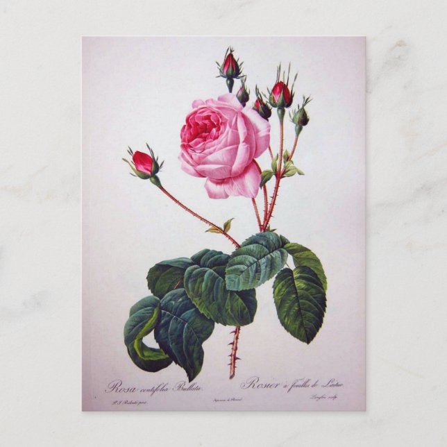 Cartão Postal Flor de rosa, Pierre Joseph Redouté (Frente)