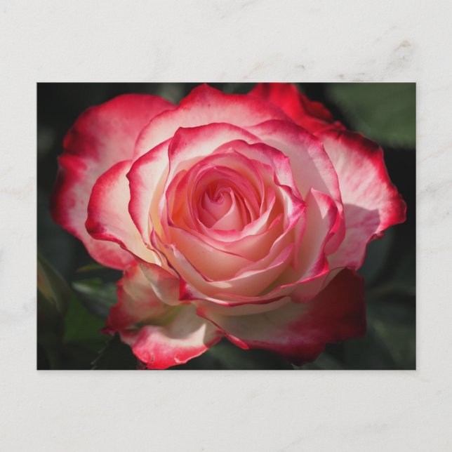 Cartão Postal Flor de rosa vermelha (Frente)