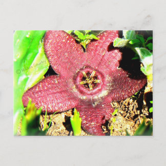 Cartão Postal Flor de Starfish - Cactus Roxo/Flor Suculta