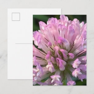 Cartão Postal Flor de Trevo Bonita