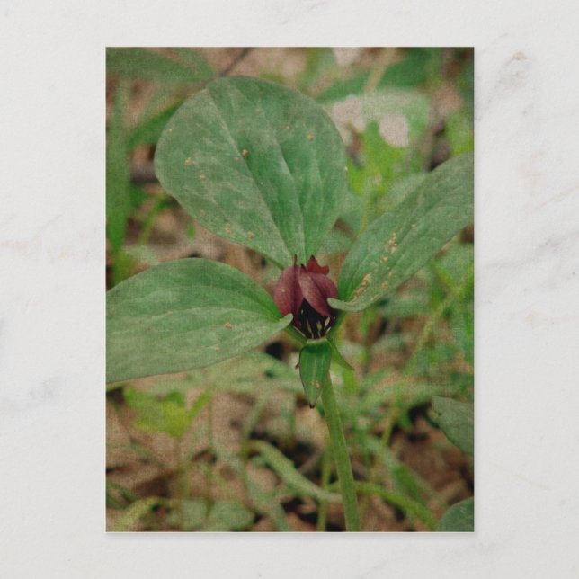 Cartão Postal Flor de trilho (Frente)