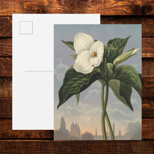 Cartão Postal Flor de Trílio Branco em estilo Temple of Flora