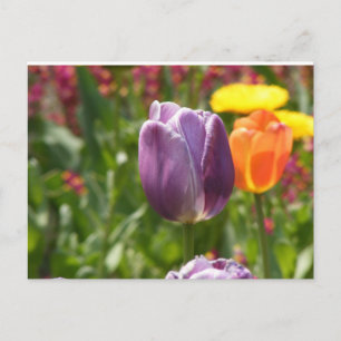 Cartão Postal Flor de Tulip