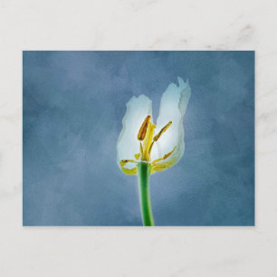 Cartão Postal Flor de tulipa branca murchando