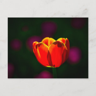 Cartão Postal Flor de tulipa vermelha