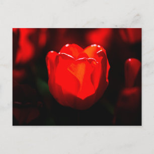 Cartão Postal Flor de Tulipas Vermelhas - Fogo