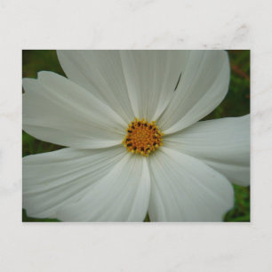 Cartão Postal Flor de Verão Floral Cosmos Branco