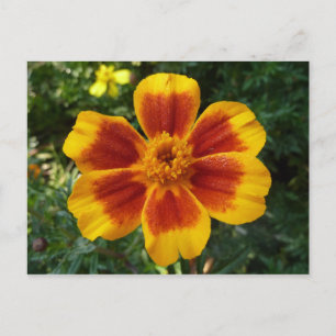 Cartão Postal Flor de Verão Laranja e Vermelha Disco Marigold