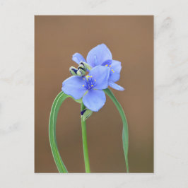 Cartão Postal Flor de verme