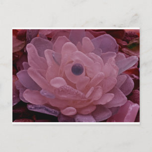 Cartão Postal Flor de vidro do mar rosa e púrpura