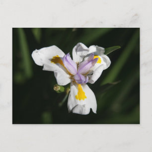 Cartão Postal flor delicada