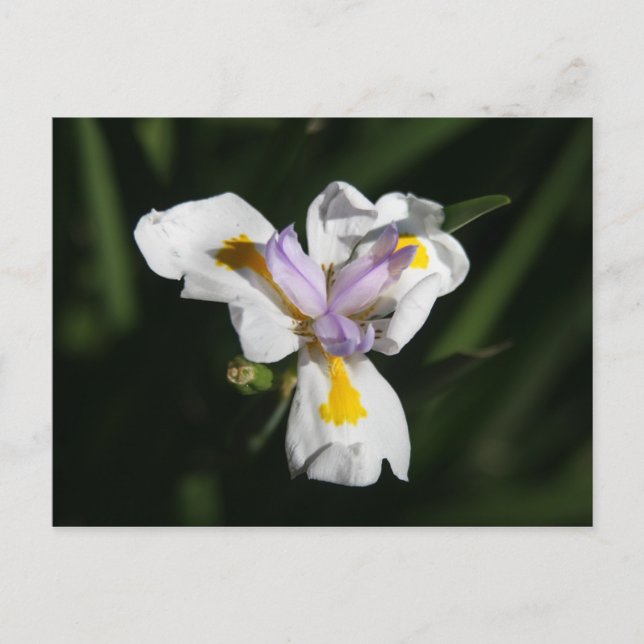 Cartão Postal flor delicada (Frente)