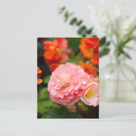 Cartão Postal Flor delicada rosa depois da chuva