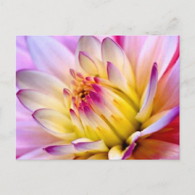 Cartão Postal Flor Desabrochando (Frente)