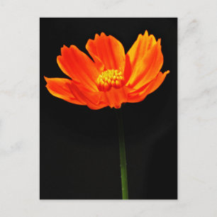 Cartão Postal Flor do Cosmos