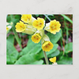 Cartão Postal Flor do Cowslip