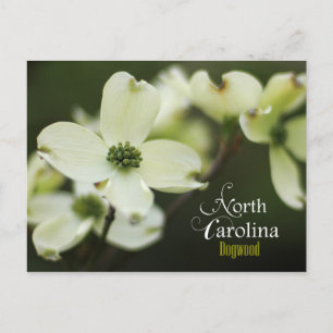 Cartão Postal Flor do Estado da Carolina do Norte: Dogwood Flor